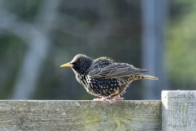 Local nature
 Hero
